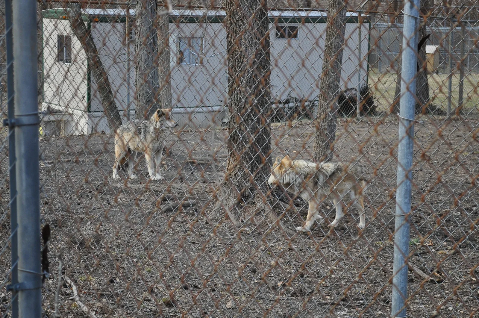 Endangered Wolf Center