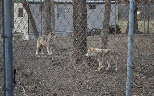 Endangered Wolf Center