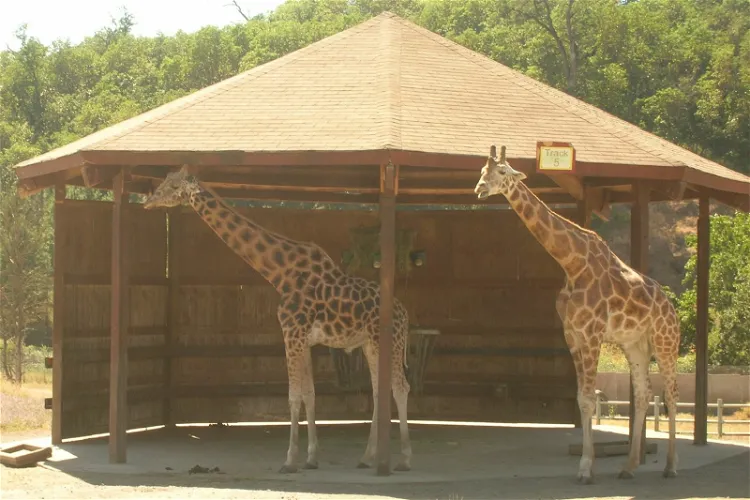 Wildlife Safari
