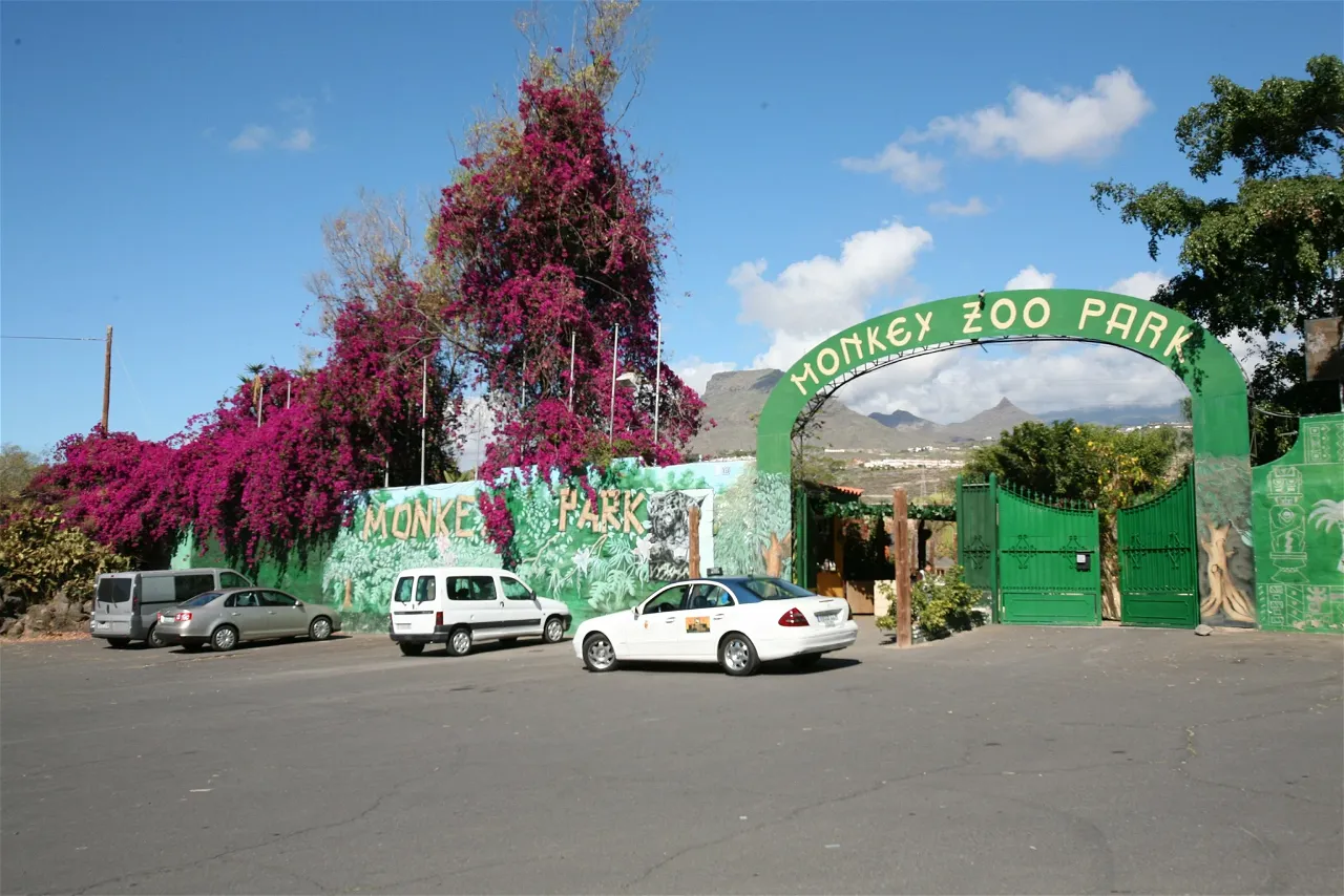 Mono en Monkey Park Arona rodeado de naturaleza