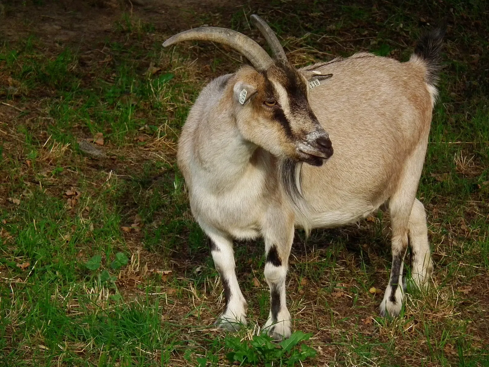 Vogel- und Kleintierpark Reilingen