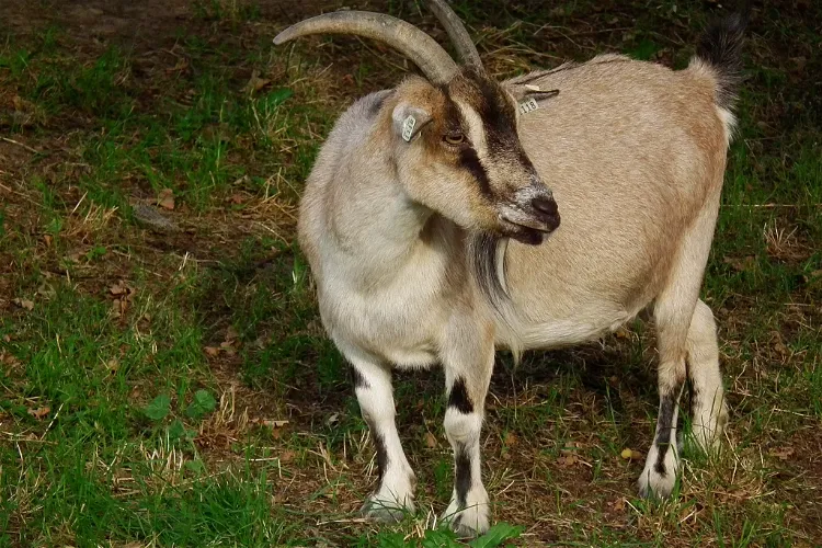 Vogel- und Kleintierpark Reilingen