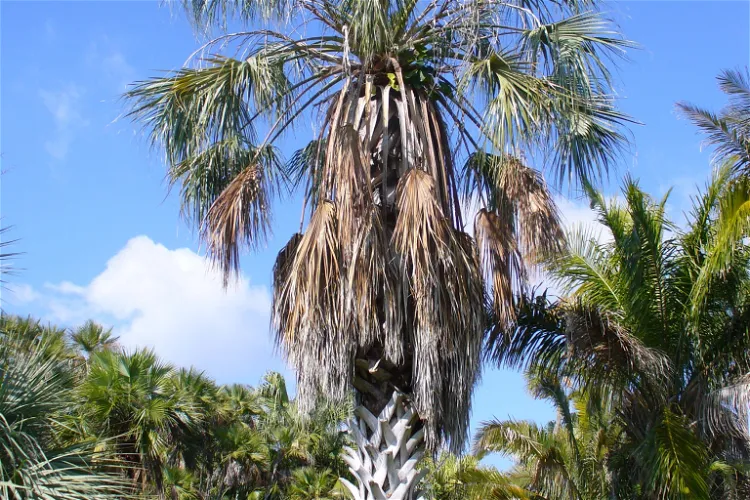 Montgomery Botanical Center