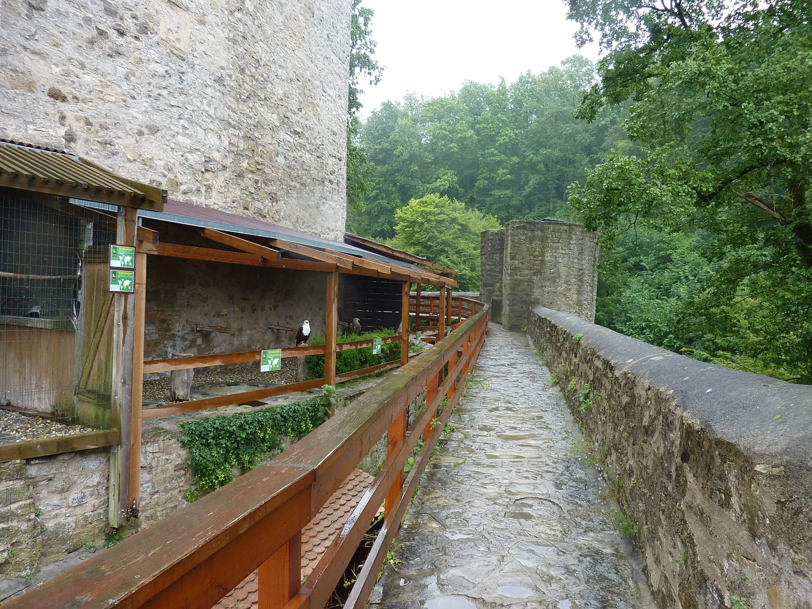 Die Deutsche Greifenwarte - Burg Guttenberg Haßmersheim