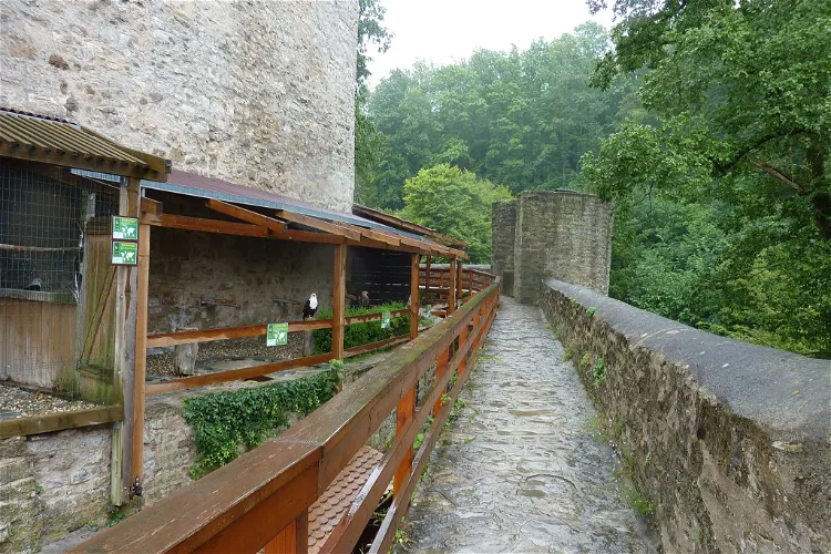 Die Deutsche Greifenwarte - Burg Guttenberg Haßmersheim