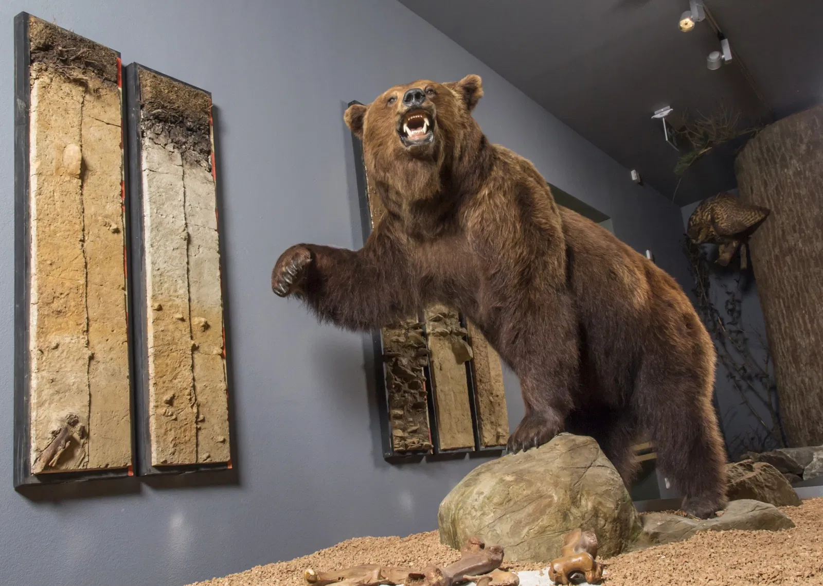 Zwiesel Forest Museum