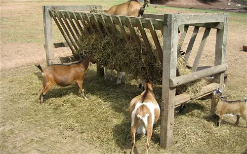 Wild- und Wanderpark Südliche Weinstraße