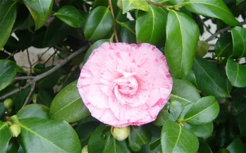 Jensen Botanical Gardens