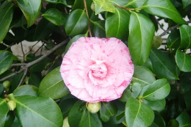 Jensen Botanical Gardens