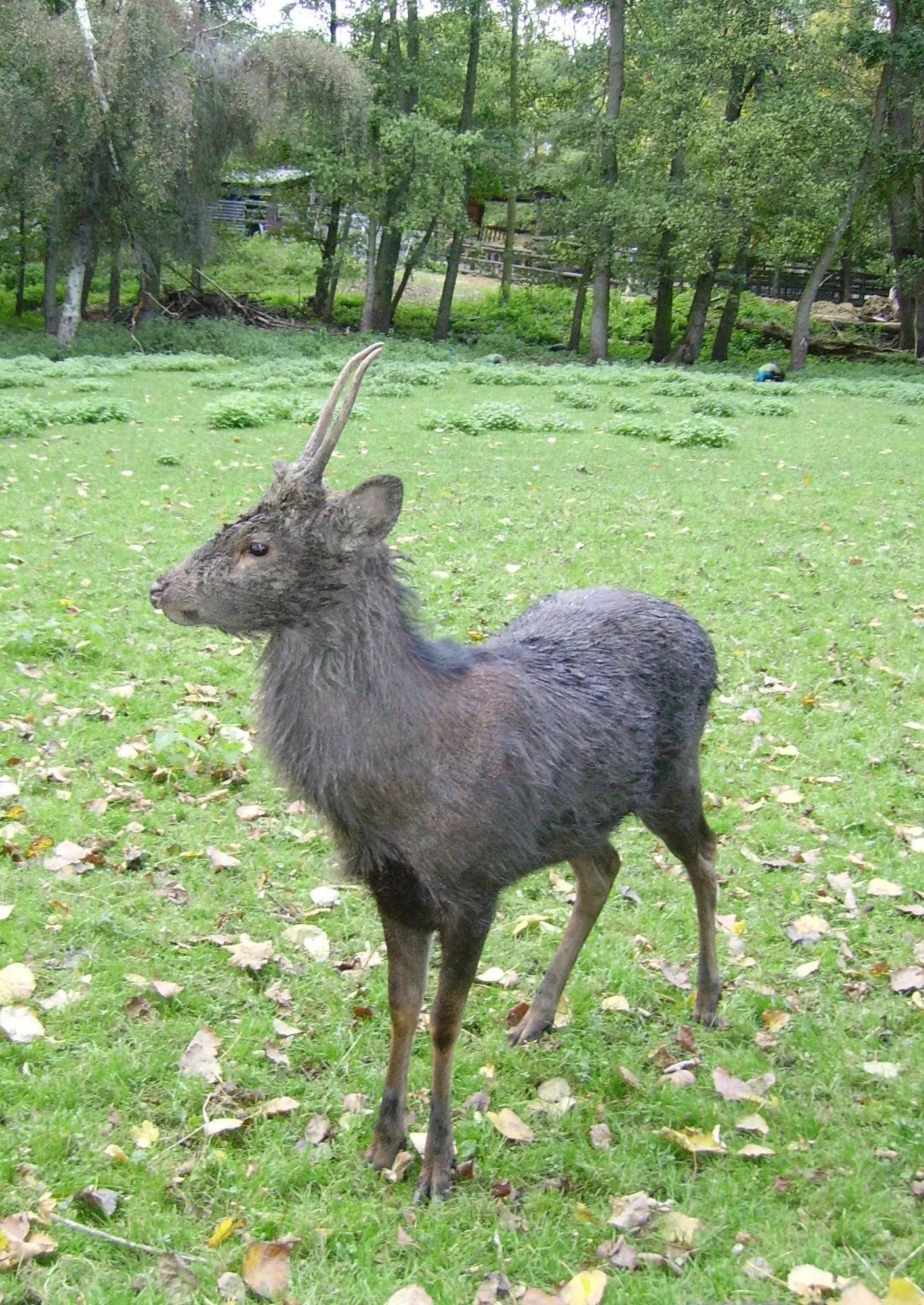 Wildpark Ludwigshafen-Rheingönheim