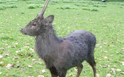 Wildpark Ludwigshafen-Rheingönheim