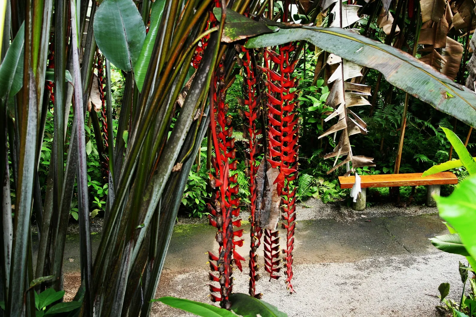 Botanical World Adventures