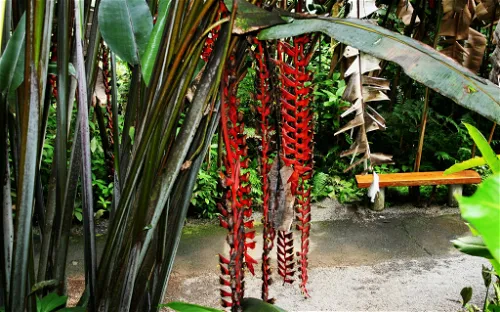 Botanical World Adventures
