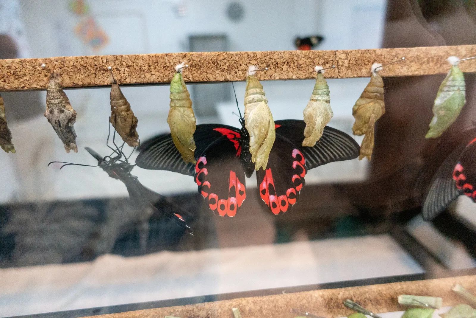 Mariposario de Benalmádena