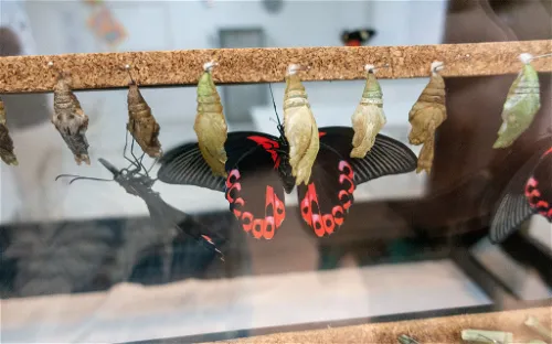 Mariposario de Benalmádena