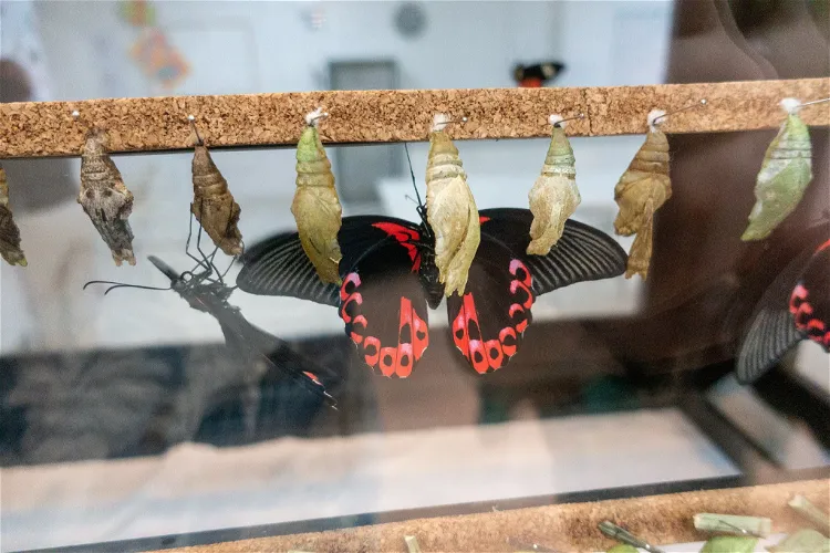 Mariposario de Benalmádena