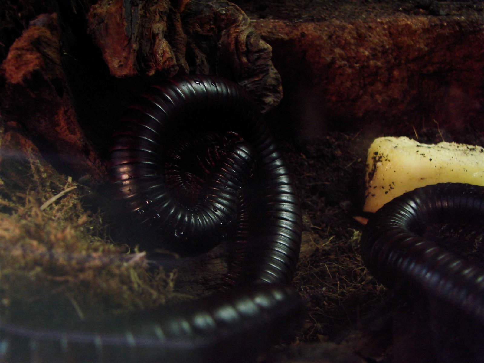 Wroclaw Zoo & Africarium