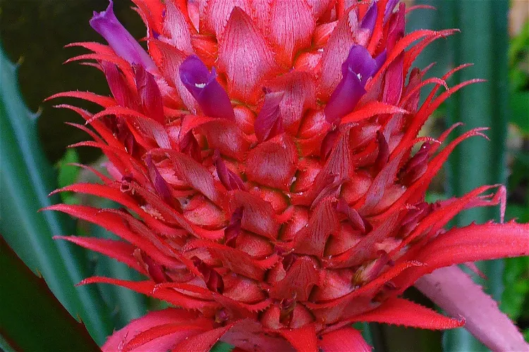 Jardín botánico y Arboretum de Oklahoma