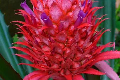 The Botanic Garden