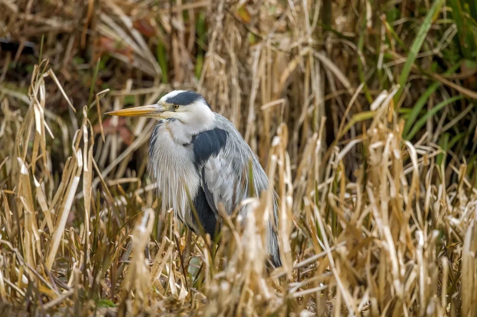 St Andrews Botanic Gardens