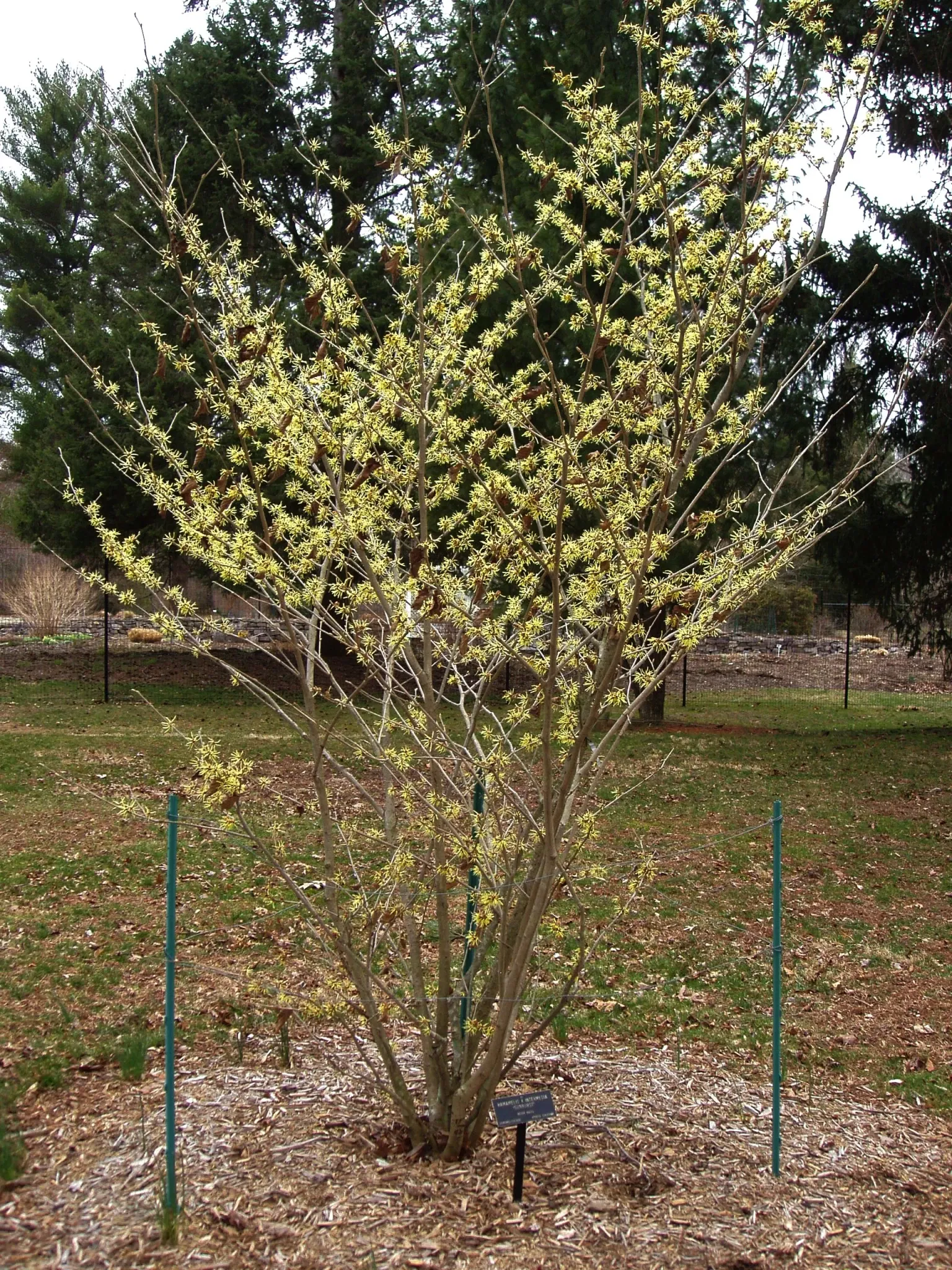Arboreto y jardines del Colonial Park