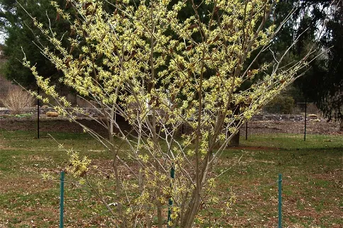 Colonial Park Gardens