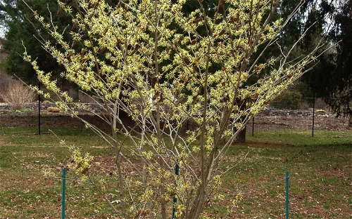 Colonial Park Gardens