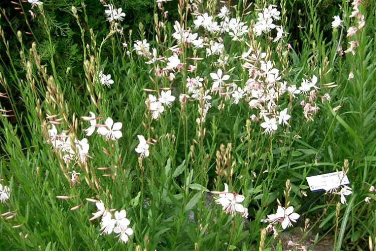 Jardín botánico de Cape Fear