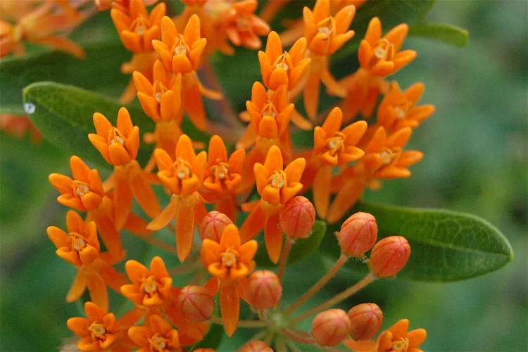 Arboreto Bickelhaupt