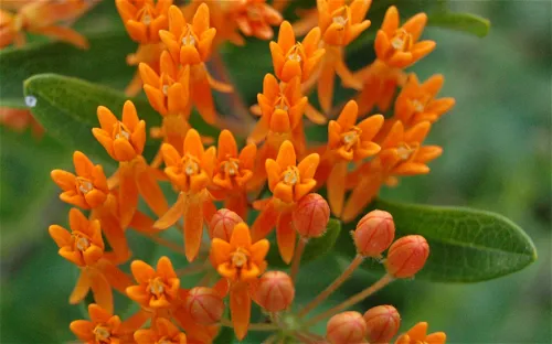 Bickelhaupt Arboretum