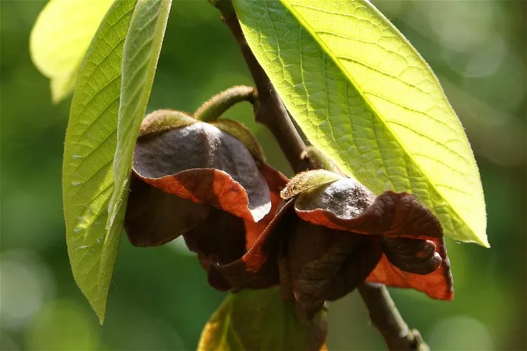 Arboreto conmemorativo de Itha T. Krumme