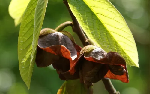Itha Krumme Memorial Aboretum