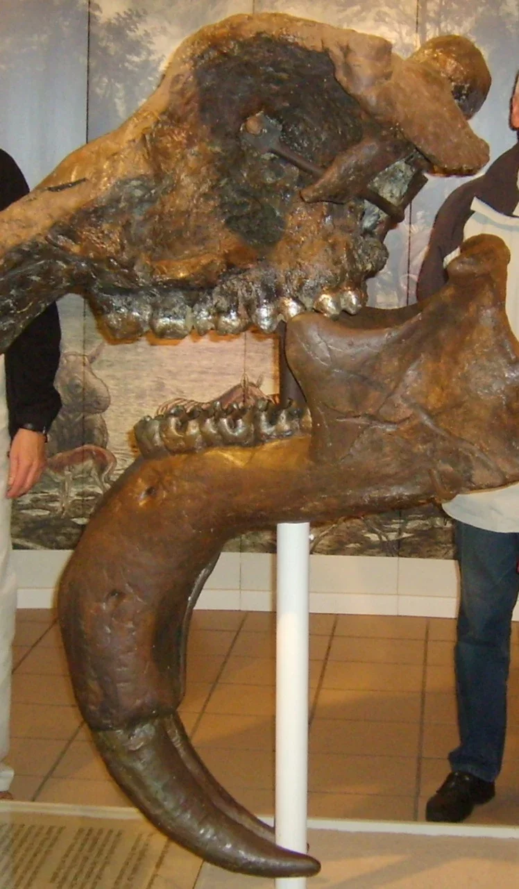 Dinotherium Museum