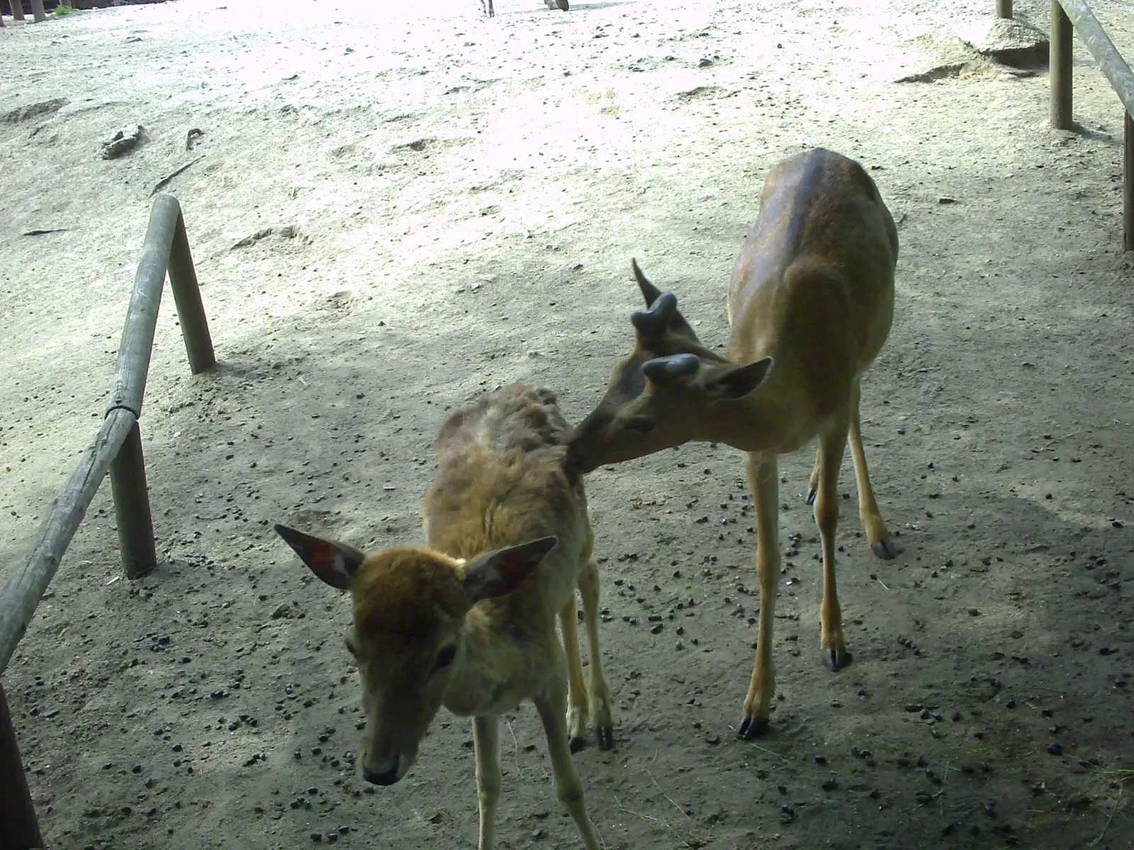 Tierpark Weißwasser