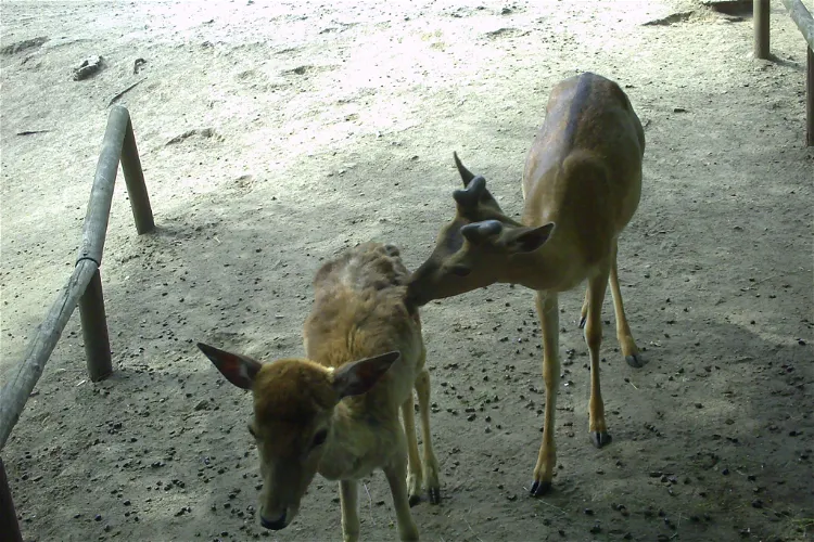 Tierpark Weißwasser