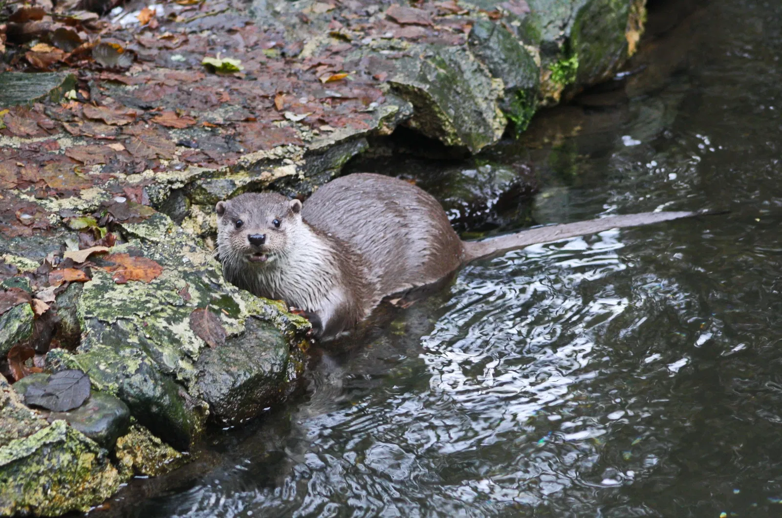 Bayerwald-Tierpark Lohberg