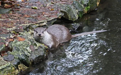 Bayerwald-Tierpark Lohberg