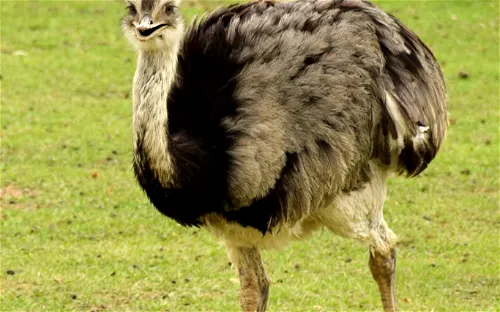 Global Wildlife Center