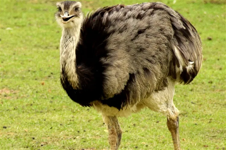 Global Wildlife Center