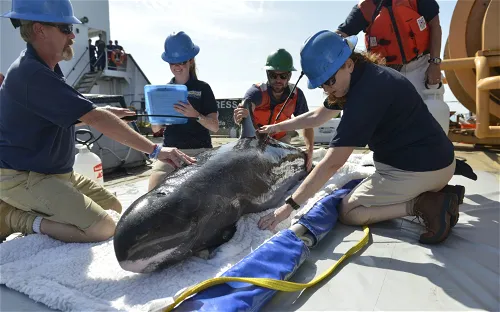Institute for Marine Mammal Studies