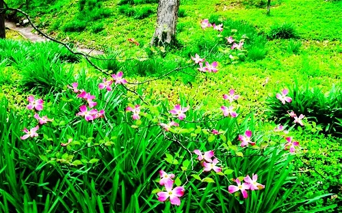 Clegg Memorial Garden