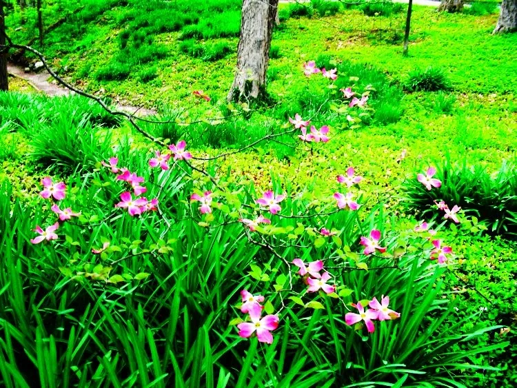 Jardín botánico Jerry E. Clegg