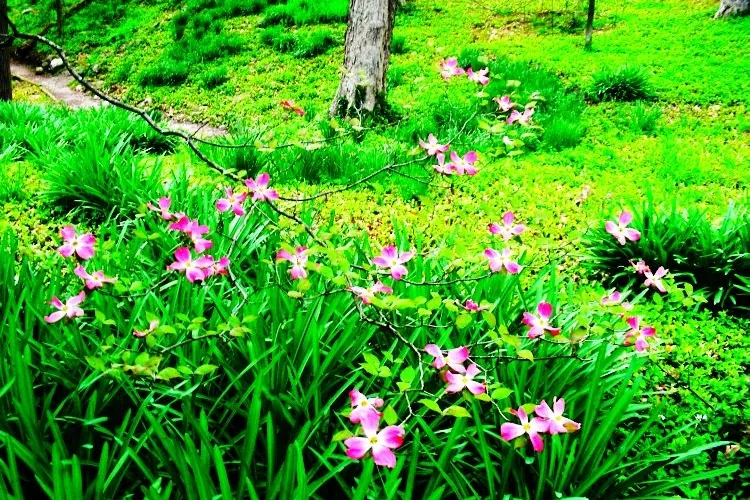 Jardín botánico Jerry E. Clegg