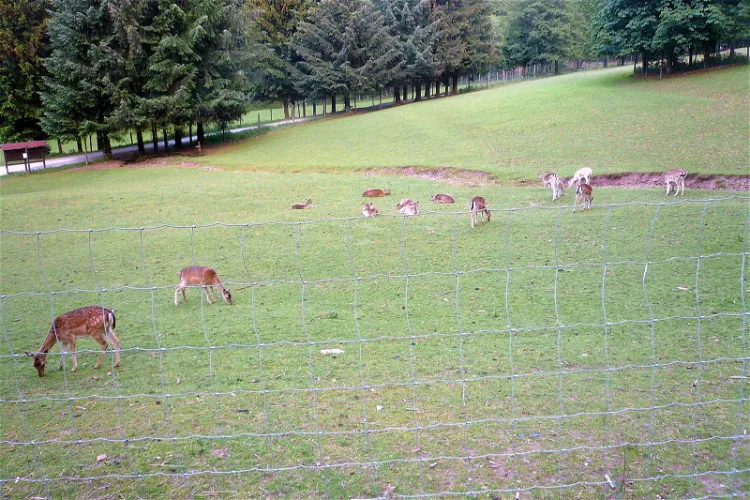 Wildpark Gersfeld