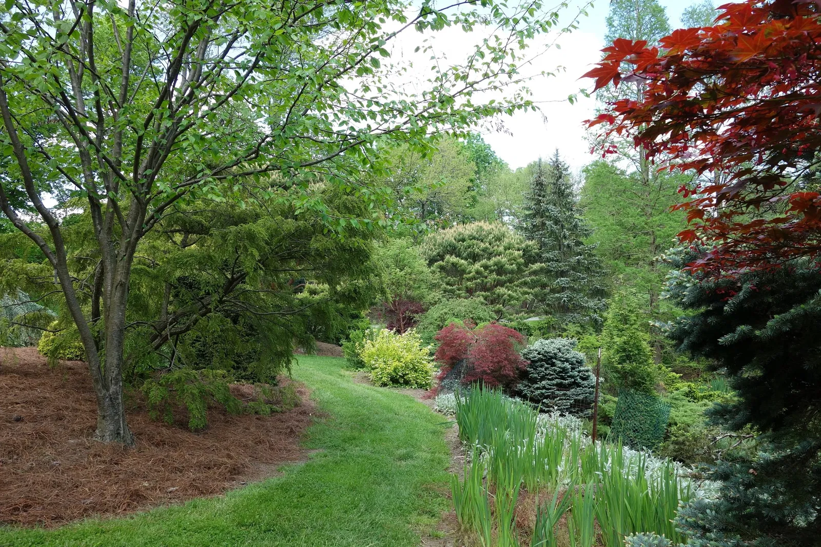 Mount Airy Arboretum