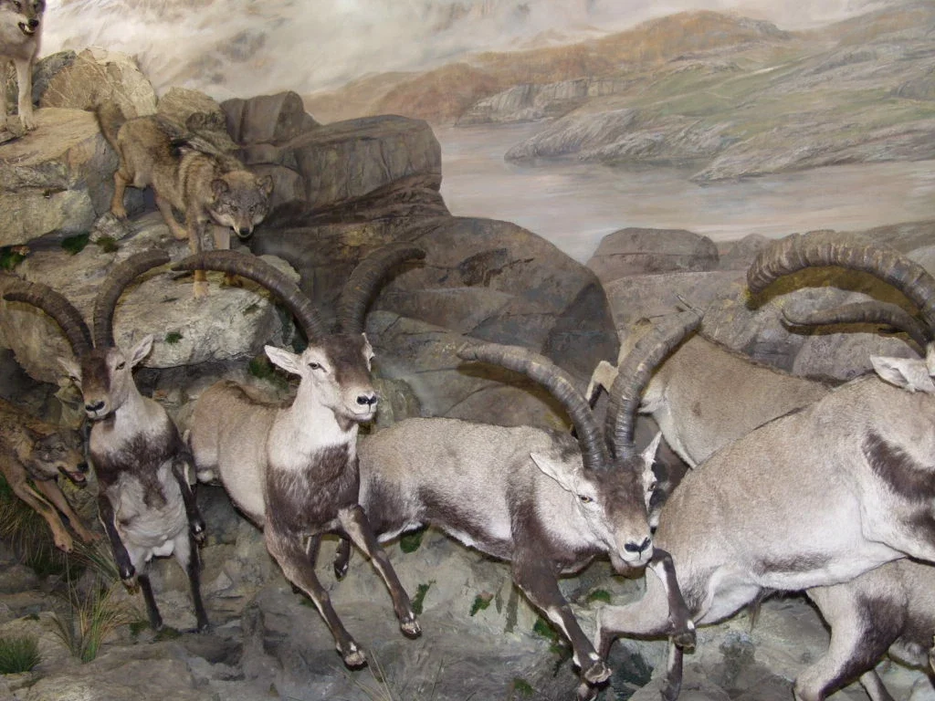 Museo de la Fauna Salvaje