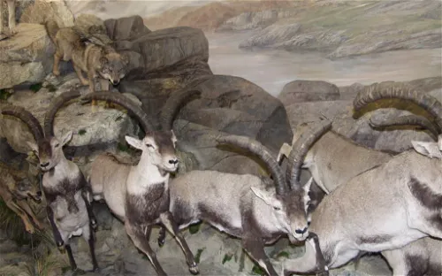 Museo de la Fauna Salvaje