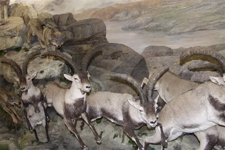 Museo de la Fauna Salvaje