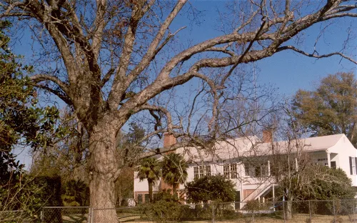 Frogmore Cotton Plantation and Gins