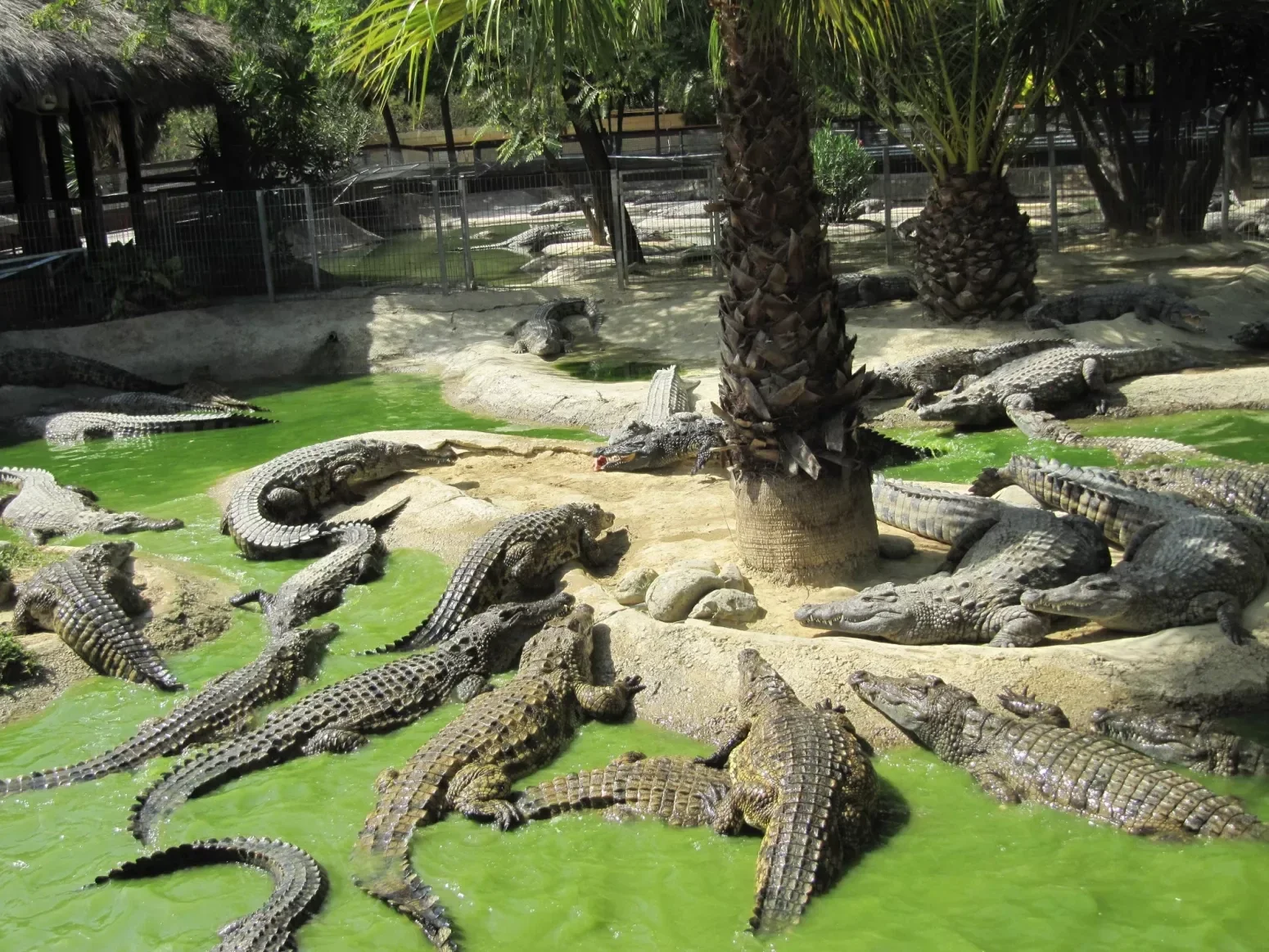 Crocodile Park